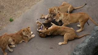 FEMALE LIONESS ATTACK MALE LION KILL AMERICA ZOO