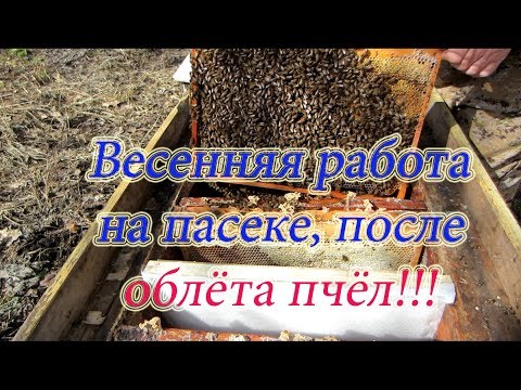 ОСНОВНЫЕ ВЕСЕННИЕ ПАСЕЧНЫЕ РАБОТЫ НА ПАСЕКЕ ПОСЛЕ МАССОВОГО ОЧИСТИТЕЛЬНОГО ОБЛЁТА🔥🔥🔥