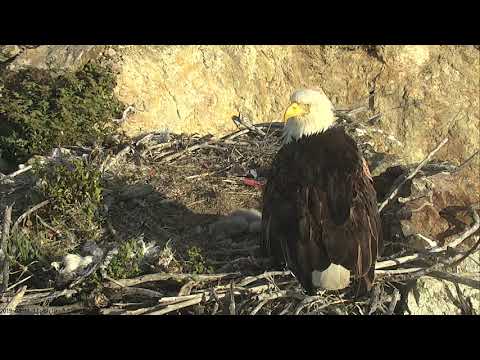 Two Harbors Bald Eagle Cam 04-12-2019 00:39:15 - 01:39:16