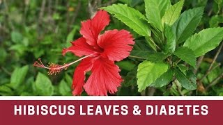 Kill diabetes forever in just eight days / Hibiscus leaves and diabetes