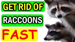 7 Natural Raccoon Deterrents to Send Raccoons Packing