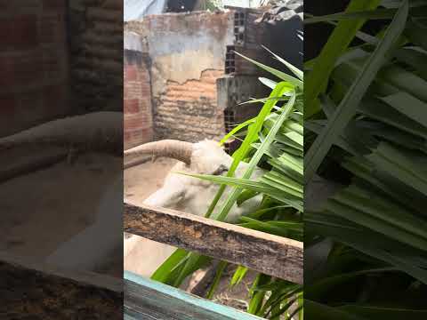 Barrigudo no bairro cruzeiro com cabra tieta de Itapipoca Ceará é show papai