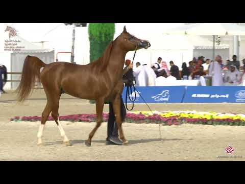 N 266 ASBAH   Asharqia Arabian Horse Classic 2020   Stallions 4 6 Years Old Class 10B