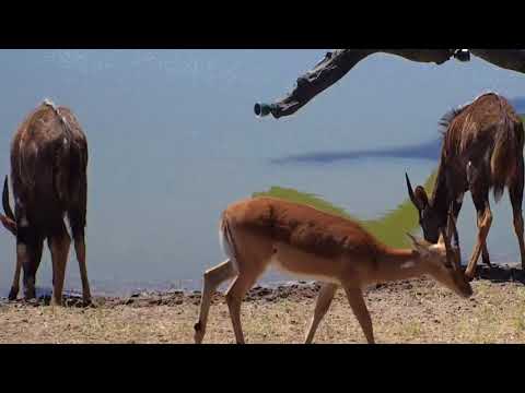 Djuma: Young Impala and Nyala males  - 11:53 - 09/10/18