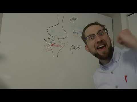 Long Term Potentiation