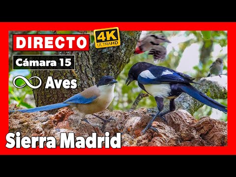 Bird Feeder, Sierra Madrid live webcam