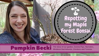 Bonsai Repotting Season - Maple forest