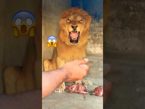 Food time 😱😡#lion #tiger #zoo #animals #wildliferescue  #lion #sohailbiganimals #shortvideo