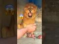 Food Time Lion Tiger Zoo Animals Wildliferescue Lion Sohailbiganimals Shortvideo