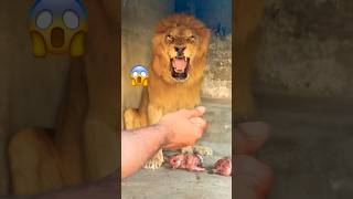 Food time 😱😡#lion #tiger #zoo #animals #wildliferescue  #lion #sohailbiganimals #shortvideo