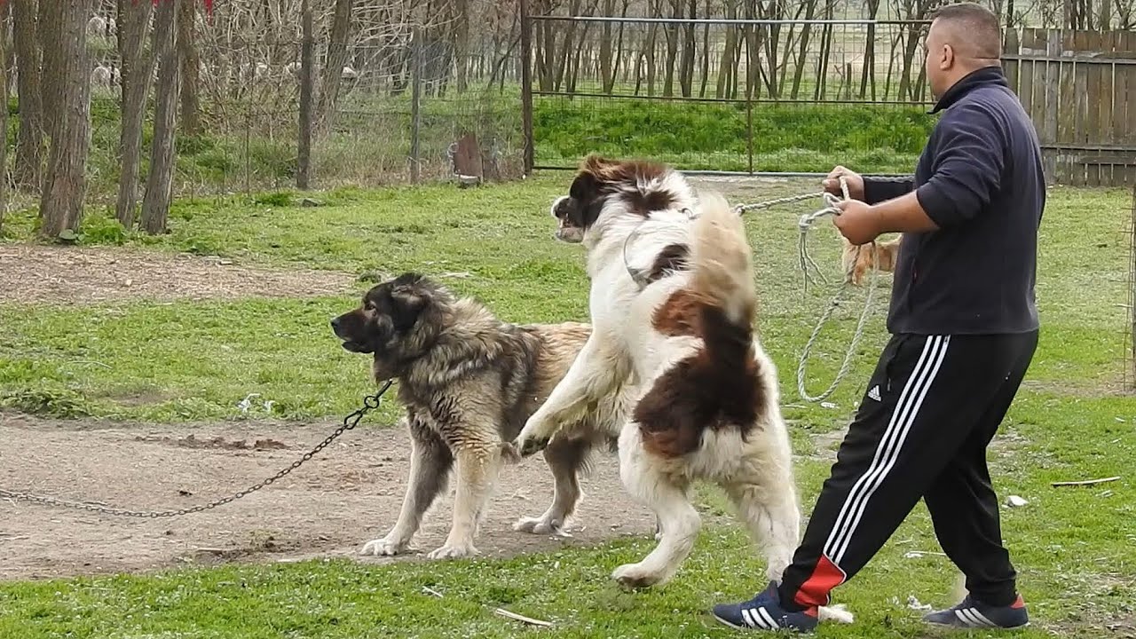 BIG AND STRONG DOGS IN A ROMANIAN VILLAGE.2 MALE RIVALS.
