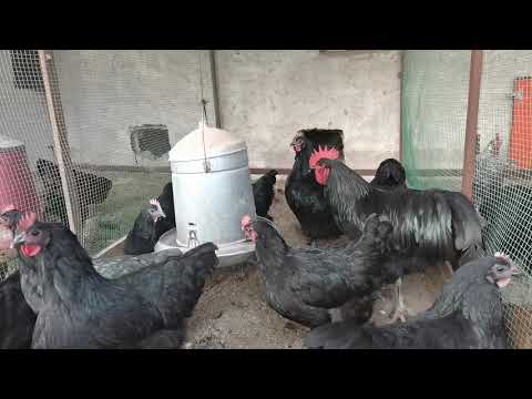 , title : 'Kışın tavuklarda yumurta verimi nasıl artırılır? /Kümeslere ışık kullanımı'