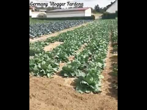 Awesome Cabbages Farming Agriculture Technology - Germany  Cabbage field ! Fardina Youtuber