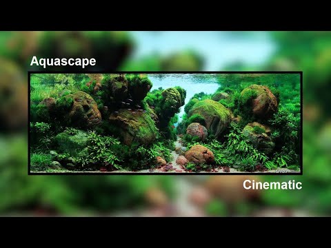 #KIAC#IIAC Rank 2 - KIAC & IIAC 2023 By "Long Tran" | Aquascape | Cinematic