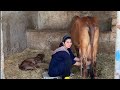 Bharti Cow Milking By Hand After Pregnancy