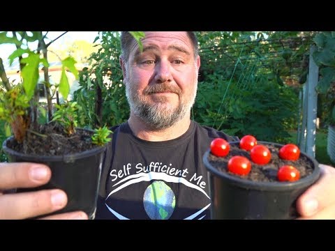 What Happens When You Grow Tomatoes from Tomatoes?