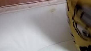 今日は、大掃除！大変大変おぉほこりがたってくしゃみが…………