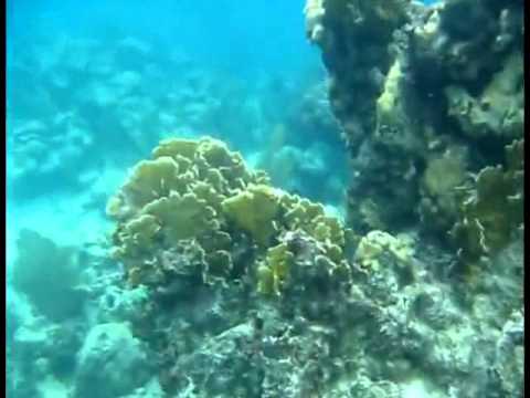 Best snorkeling video, Glover's Reef, Belize