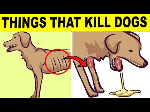 10 Human Things That Will Kill Your Dog