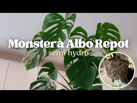 Upsize My Big Monstera Albo With Me! | Semi Hydro 💧