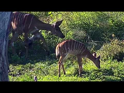 Djuma: Nyala female and young one - 15:35 - 05/03/20
