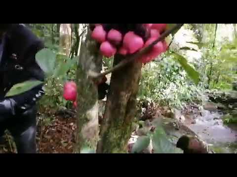 Txiv toj leeb toj siab nawb loj thiab qab zib heev