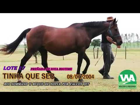 Lote TINHA QUE SER
