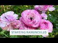 How To Pre Sprout Ranunculus Stunning Butterfly Ranunculus Cottoverdi