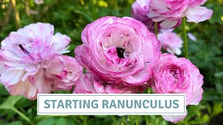 How to Pre-Sprout Ranunculus | Stunning Butterfly Ranunculus // Cottoverdi
