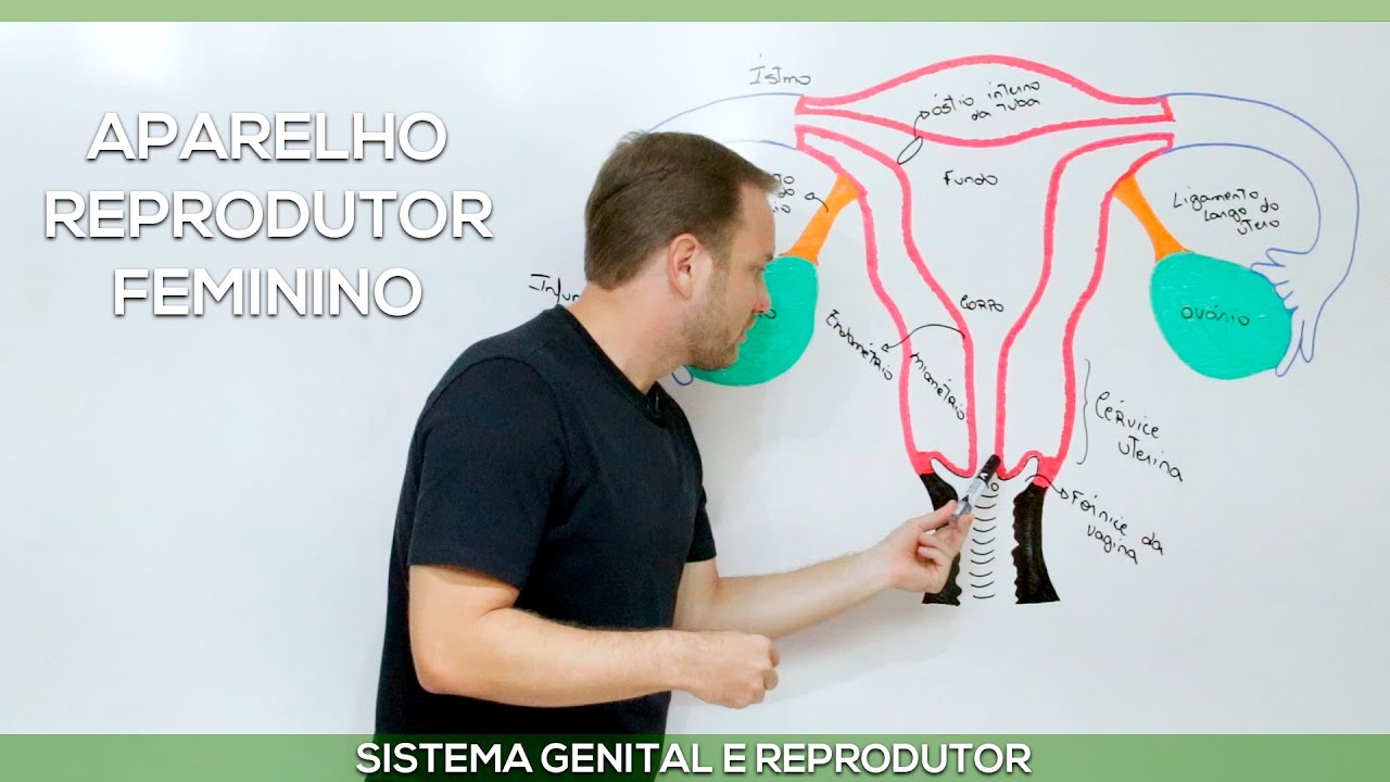 Sistema reprodutor feminino