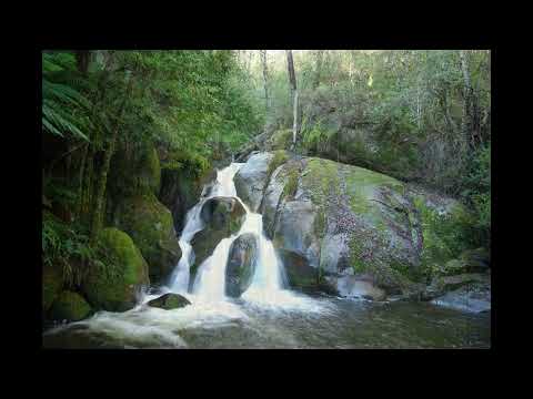 Australian Rainforest Sounds AD FREE ASMR