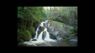 Australian Rainforest Sounds AD FREE ASMR