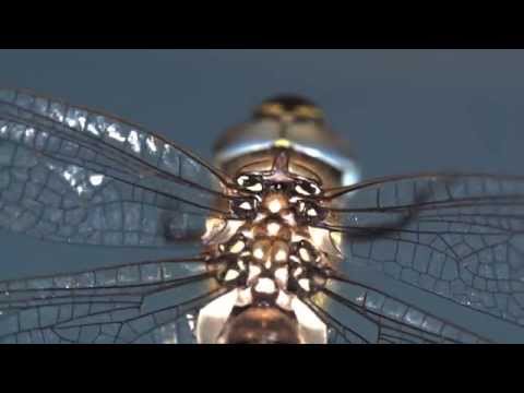 Investigating the Secrets of Dragonfly Flight