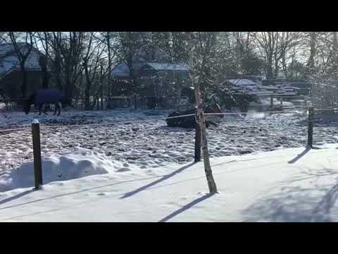 Hengstfohlen von Fusionist, Despacito und Zinedine.