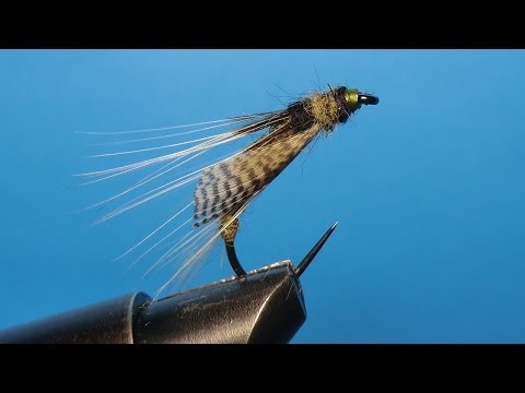 Bellow wing emerging caddis