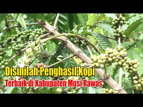 Penghasil Kopi Terbaik di Musi Rawas
