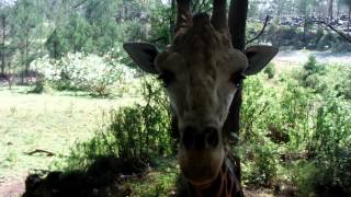 preview picture of video 'Young Giraffe in the Haller Park (Bamburi) Mombasa Kenya'