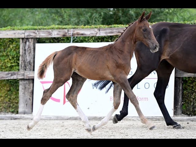 WESSON T V/H BLEJANHOF