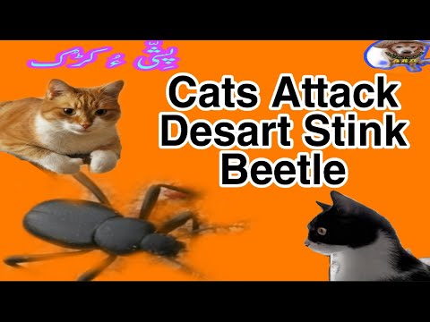 Cats Attacking| a  |Desart Beetle |Pishi O kaduk|  |Annimals Raji Dewan|