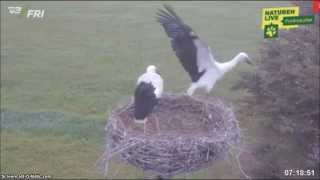 preview picture of video 'White Stork Nest, Smedager, Denmark, 10 08 2014  Developing skills in aviation'