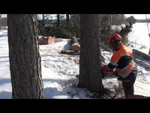 Metsolan Metsäkoulu 143 - Hengenlähtö lähellä?