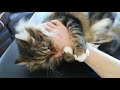 Kitty Doing The Classic Arm Grab Love Bite And Bunny Kick Pull Away Slowly When This Happens