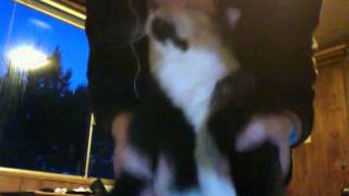 Blatz Cat Fuk Shit Up