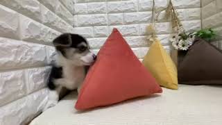 コーギーの動画01