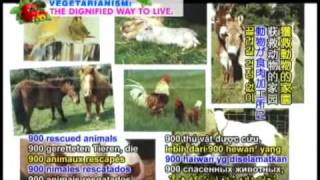 preview picture of video '#1 - Influenza Porcina Transferible de los Animales de granjas a humanos'