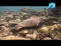 Relax - Подводный мир Мальдивских островов. 