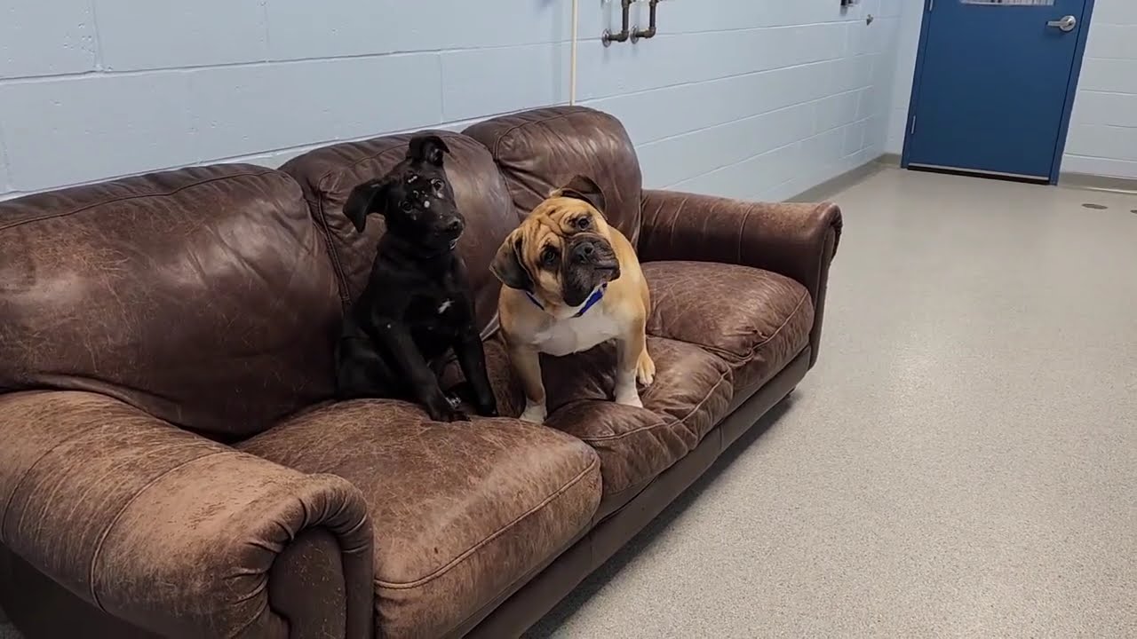 Tank, a Adoptable mixed breed in Marshfield, WI video 6/6