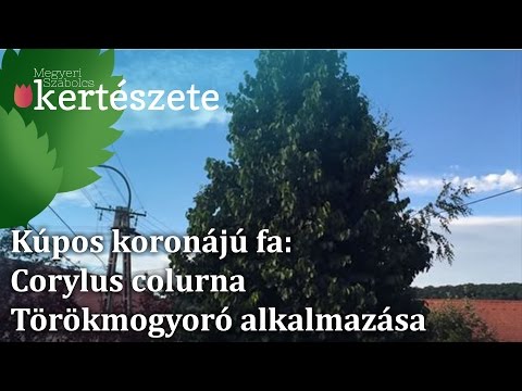 Kúpos koronájú fa: Corylus colurna - Törökmogyoró alkalmazása