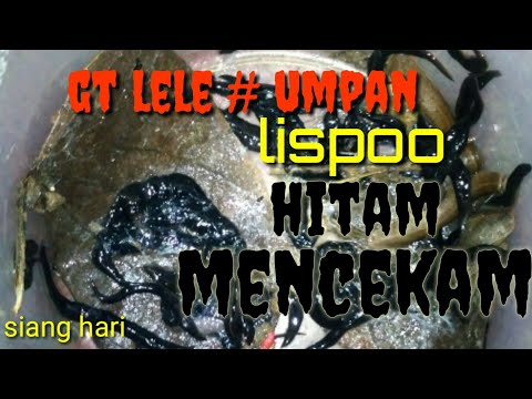 Mancing GT lele menggunakan umpan lispo