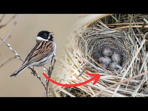 Nests of the UK's Favourite Bird, Yellowhammer, Willow Warbler & More | Finding & Monitoring 2025
